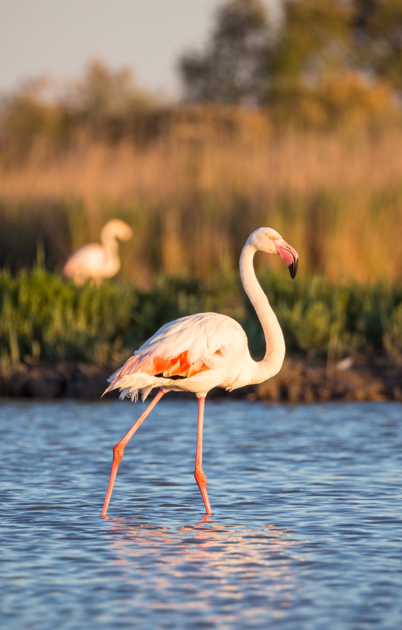 Photo - hotel camargue pink flamingo at sunset picture id1282196730 1 pink flamingo at sunset picture id1282196730 1